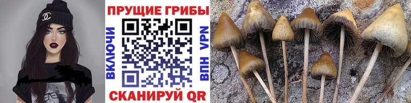 купить   Приморско-Ахтарск  Псилоцибиновые грибы MAGIC MUSHROOMS 